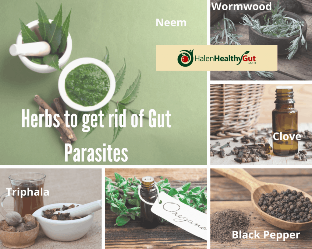 Herbs to get rid of Gut Parasites 1024x819 - Parasite Cleanse Diet for humans: 21 best natural remedies!