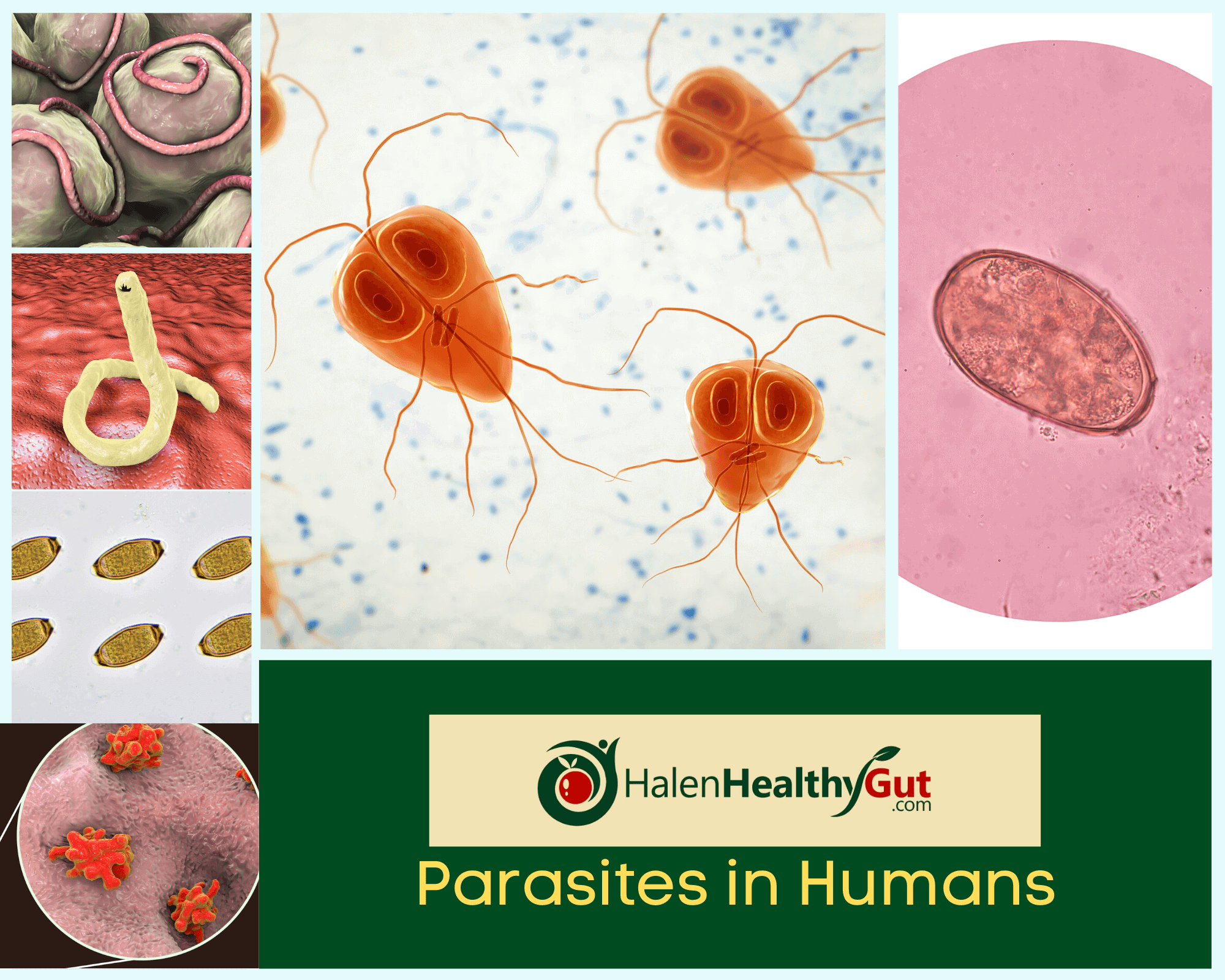 parasite-cleanse-diet-for-humans-21-best-natural-remedies